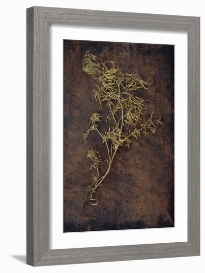 Dried Plant-Den Reader-Framed Photographic Print