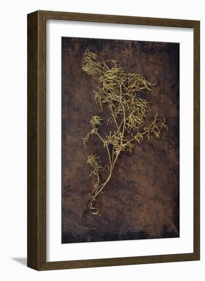 Dried Plant-Den Reader-Framed Photographic Print