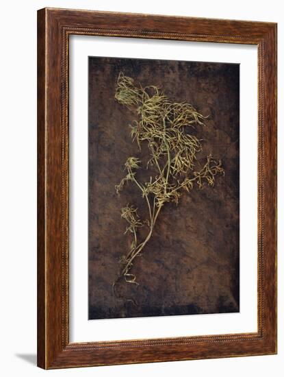 Dried Plant-Den Reader-Framed Photographic Print