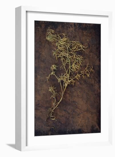 Dried Plant-Den Reader-Framed Photographic Print