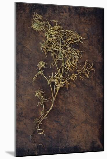 Dried Plant-Den Reader-Mounted Photographic Print