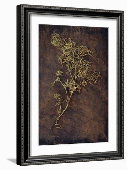 Dried Plant-Den Reader-Framed Photographic Print