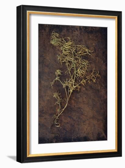 Dried Plant-Den Reader-Framed Photographic Print