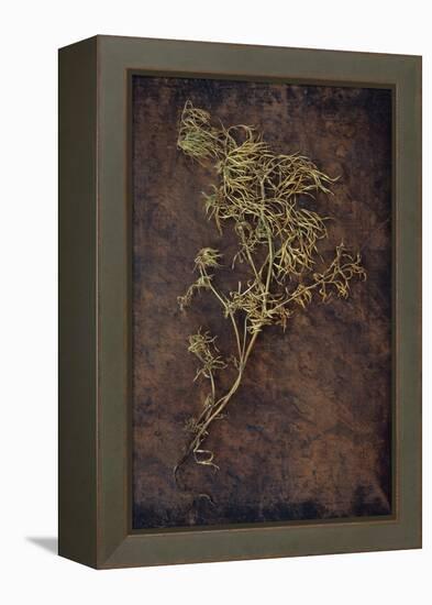 Dried Plant-Den Reader-Framed Premier Image Canvas