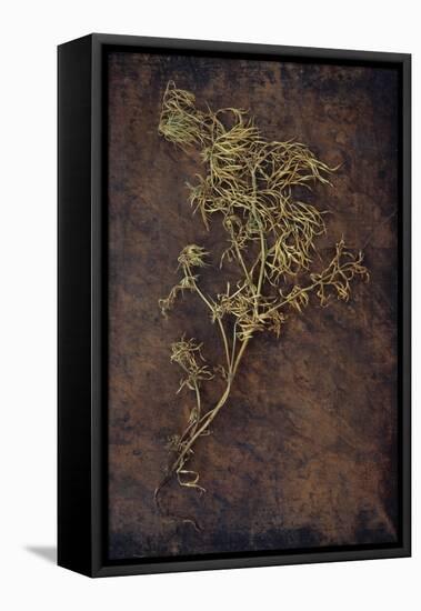 Dried Plant-Den Reader-Framed Premier Image Canvas