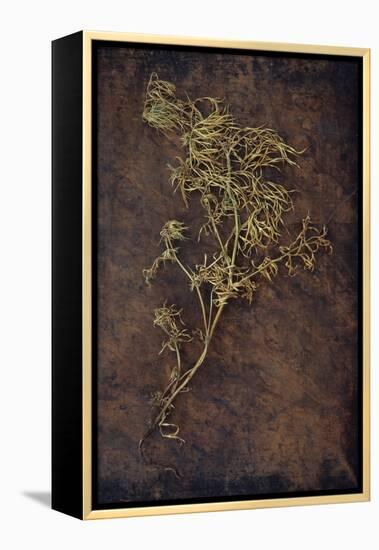 Dried Plant-Den Reader-Framed Premier Image Canvas