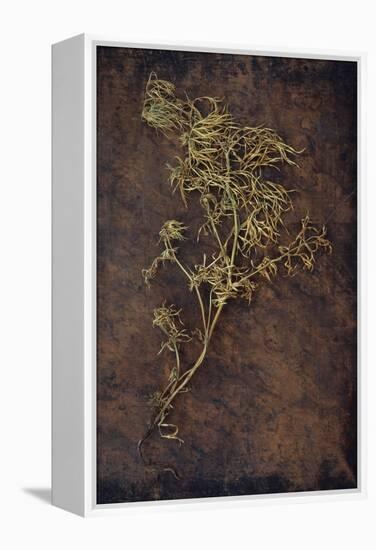 Dried Plant-Den Reader-Framed Premier Image Canvas