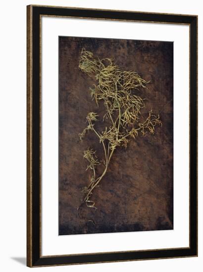 Dried Plant-Den Reader-Framed Photographic Print