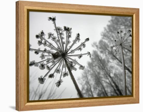 Dried Plants and Trees Covered with Hoarfrost are Seen in a Forest Near Village Veragi, Belarus-null-Framed Premier Image Canvas