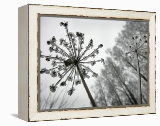 Dried Plants and Trees Covered with Hoarfrost are Seen in a Forest Near Village Veragi, Belarus-null-Framed Premier Image Canvas