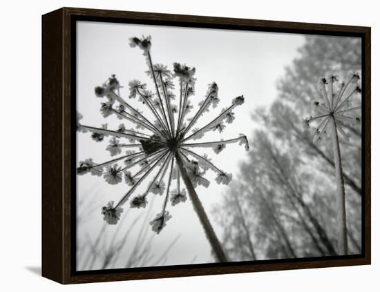 Dried Plants and Trees Covered with Hoarfrost are Seen in a Forest Near Village Veragi, Belarus-null-Framed Premier Image Canvas