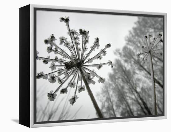 Dried Plants and Trees Covered with Hoarfrost are Seen in a Forest Near Village Veragi, Belarus-null-Framed Premier Image Canvas