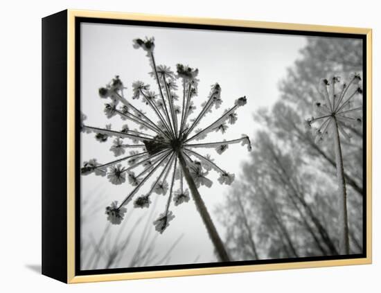 Dried Plants and Trees Covered with Hoarfrost are Seen in a Forest Near Village Veragi, Belarus-null-Framed Premier Image Canvas