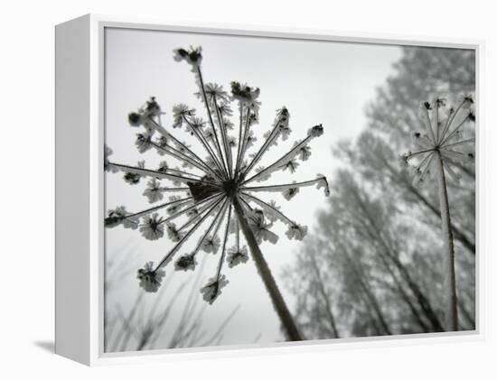 Dried Plants and Trees Covered with Hoarfrost are Seen in a Forest Near Village Veragi, Belarus-null-Framed Premier Image Canvas