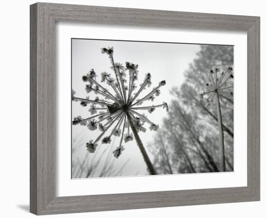 Dried Plants and Trees Covered with Hoarfrost are Seen in a Forest Near Village Veragi, Belarus-null-Framed Photographic Print