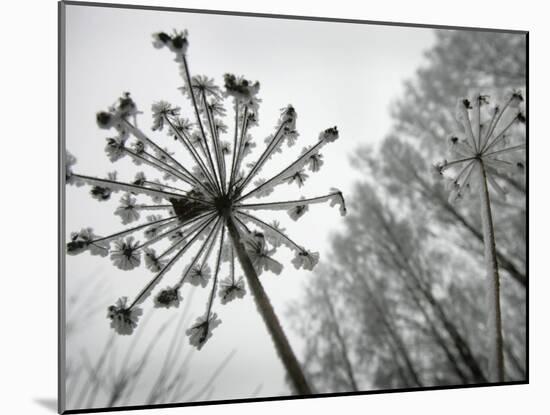 Dried Plants and Trees Covered with Hoarfrost are Seen in a Forest Near Village Veragi, Belarus-null-Mounted Photographic Print