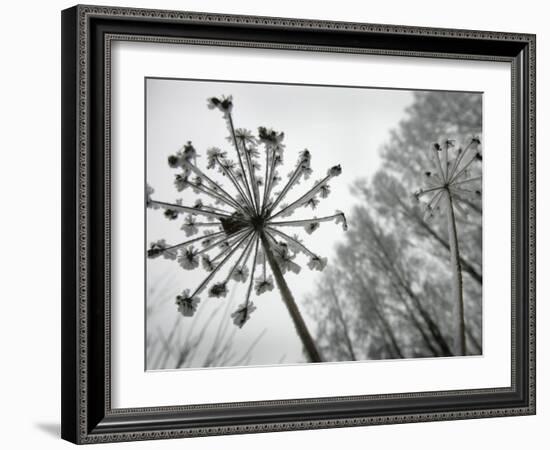 Dried Plants and Trees Covered with Hoarfrost are Seen in a Forest Near Village Veragi, Belarus-null-Framed Photographic Print