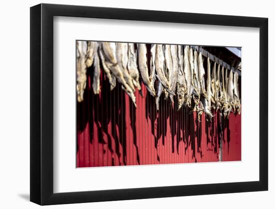 Dried Stockfish Is the Main Typical Norwegian Product, Hamnoy, Moskenes, Nordland, Lofoten Islands-Roberto Moiola-Framed Photographic Print