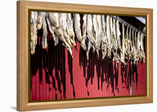 Dried Stockfish Is the Main Typical Norwegian Product, Hamnoy, Moskenes, Nordland, Lofoten Islands-Roberto Moiola-Framed Premier Image Canvas