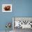 Dried Tomatoes-Eising Studio - Food Photo and Video-Framed Photographic Print displayed on a wall