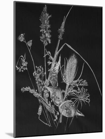 Dried Weeds-Rusty Frentner-Mounted Giclee Print