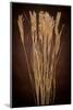 Dried Winter Grasses-Steve Gadomski-Mounted Photographic Print