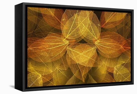 Dried-Heidi Westum-Framed Premier Image Canvas