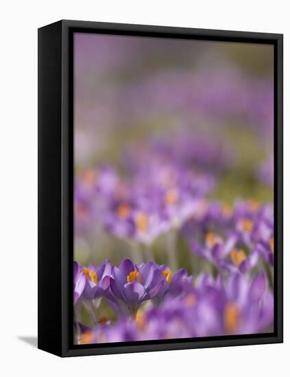 Drifts of Crocuses Naturalised In Grass-Adrian Bicker-Framed Premier Image Canvas