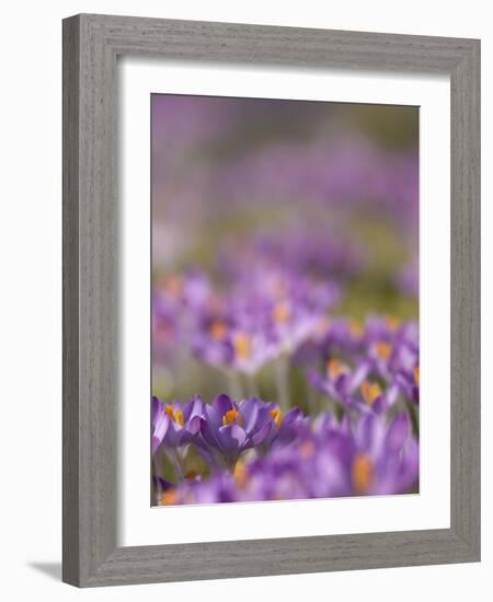 Drifts of Crocuses Naturalised In Grass-Adrian Bicker-Framed Photographic Print