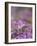 Drifts of Crocuses Naturalised In Grass-Adrian Bicker-Framed Photographic Print