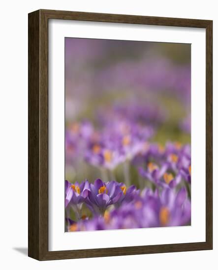 Drifts of Crocuses Naturalised In Grass-Adrian Bicker-Framed Photographic Print