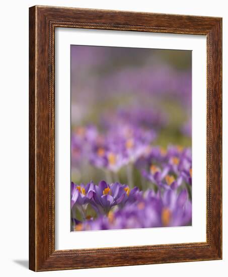 Drifts of Crocuses Naturalised In Grass-Adrian Bicker-Framed Photographic Print