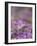 Drifts of Crocuses Naturalised In Grass-Adrian Bicker-Framed Photographic Print