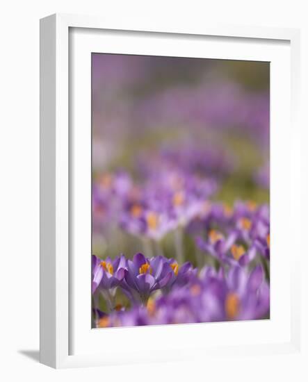 Drifts of Crocuses Naturalised In Grass-Adrian Bicker-Framed Photographic Print