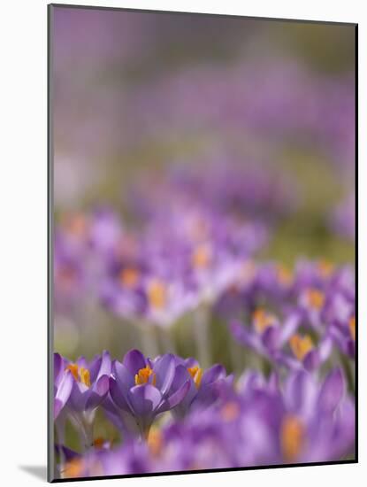 Drifts of Crocuses Naturalised In Grass-Adrian Bicker-Mounted Photographic Print