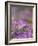 Drifts of Crocuses Naturalised In Grass-Adrian Bicker-Framed Photographic Print