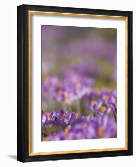 Drifts of Crocuses Naturalised In Grass-Adrian Bicker-Framed Photographic Print