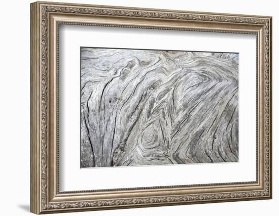Driftwood, Detail, Fissures and Structures, Selective Focus, National Park Jasmund-Andreas Vitting-Framed Photographic Print