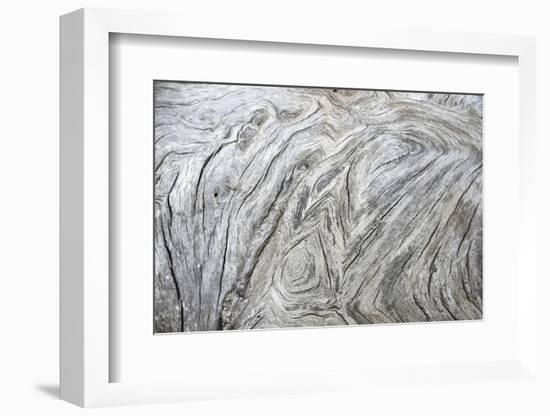 Driftwood, Detail, Fissures and Structures, Selective Focus, National Park Jasmund-Andreas Vitting-Framed Photographic Print