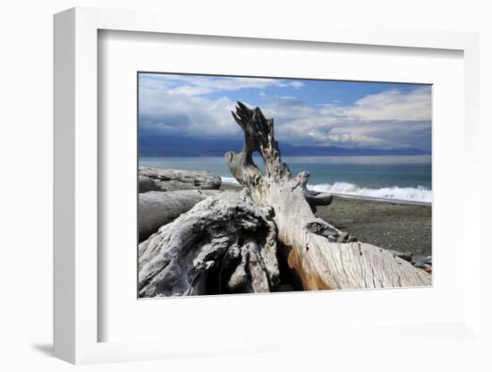 Driftwood, Dungeness Spit, Strait of Juan de Fuca, Washington, USA-Michel Hersen-Framed Photographic Print