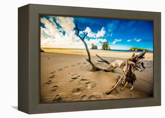 Driftwood in Golden Bay, Tasman Region, South Island, New Zealand, Pacific-Laura Grier-Framed Premier Image Canvas