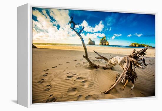 Driftwood in Golden Bay, Tasman Region, South Island, New Zealand, Pacific-Laura Grier-Framed Premier Image Canvas