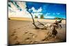 Driftwood in Golden Bay, Tasman Region, South Island, New Zealand, Pacific-Laura Grier-Mounted Photographic Print
