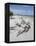 Driftwood on Beach with Fishing Pier in Background, Sanibel Island, Gulf Coast, Florida-Robert Harding-Framed Premier Image Canvas