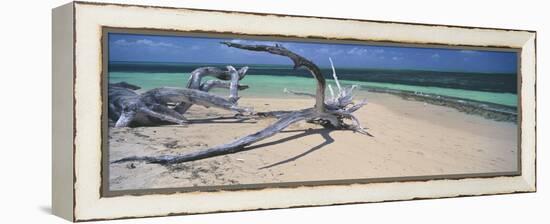 Driftwood on the Beach, Green Island, Great Barrier Reef, Queensland, Australia-null-Framed Stretched Canvas