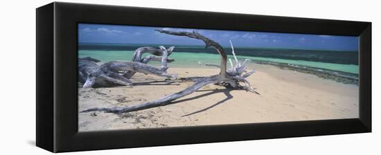 Driftwood on the Beach, Green Island, Great Barrier Reef, Queensland, Australia-null-Framed Stretched Canvas