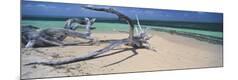 Premium Photographic Print