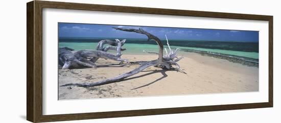 Driftwood on the Beach, Green Island, Great Barrier Reef, Queensland, Australia--Framed Photographic Print