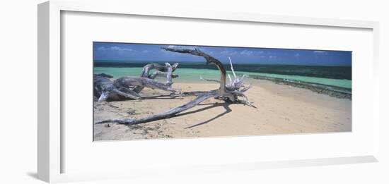 Driftwood on the Beach, Green Island, Great Barrier Reef, Queensland, Australia-null-Framed Photographic Print