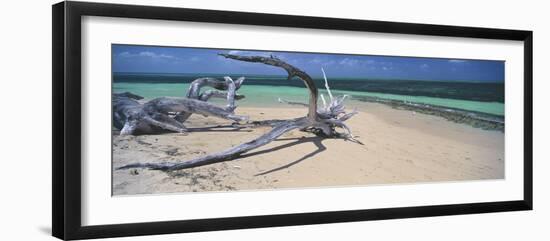 Driftwood on the Beach, Green Island, Great Barrier Reef, Queensland, Australia-null-Framed Photographic Print